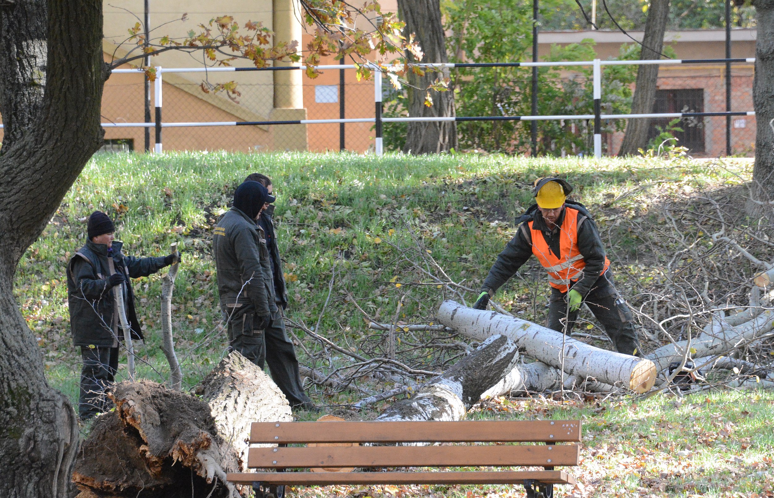 Vihar utáni kárelhárítás a Halesz ligetben